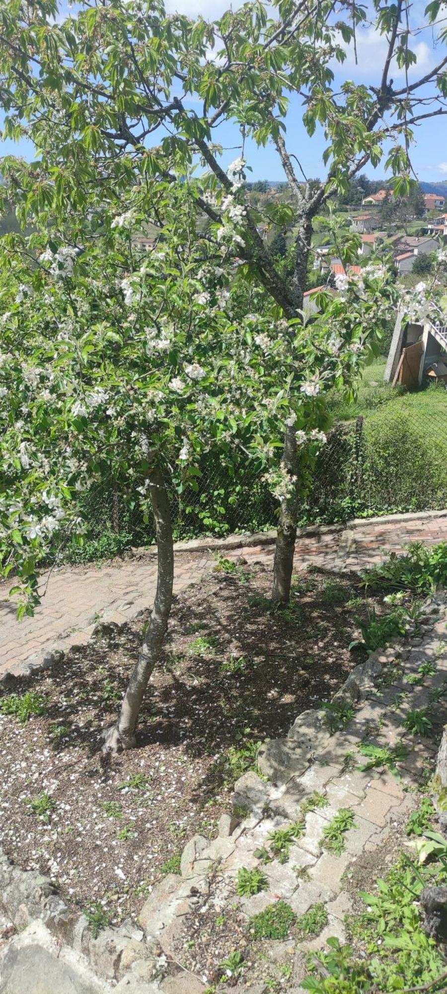 La Petite Maison D'Hose Monistrol-sur-Loire Екстериор снимка